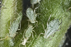 Lupin aphids, Macrosiphum albifrons, infestation on the peduncle of a lupin flower