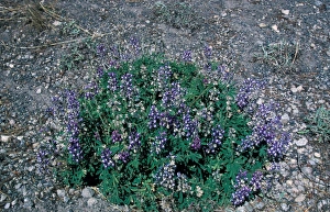 Lupin Silvery (Lupinus argenteus) In flower, Yellowstone National Park, USA