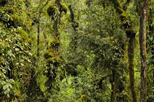 Dense Prints: Lush montane rainforest interior habitat, Nyungwe Forest N. P. Rwanda, march