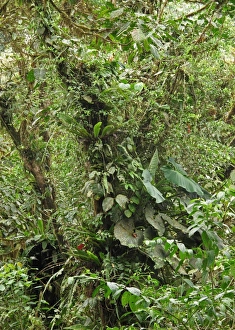 Rainforest Prints: Lush vegetation in tropical forest habitat, Canopy Lodge, El Valle, Panama, October