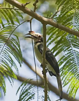 Luzon Tarictic Hornbill (Penelopides manillae) adult male, perched on branch, Subic, Luzon Island, Philippines