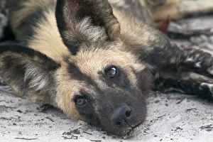 Trending: Lycaon pictus is a large canid found only in Africa