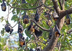 Roost Prints: Lyles Flying Fox (Pteropus lylei) adults