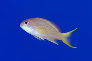 Lyretail Anthias (Pseudanthias squamipinnis) adult female, swimming, Nyata Island, Barat Daya Islands