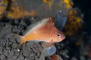 Seraya Prints: Lyretail Hawkfish (Cyprinocirrhites polyactis) adult