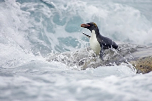 Vulnerable Prints: Macaroni Penguin (Eudyptes chrysolophus) adult