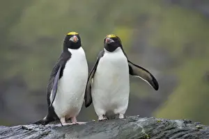 Vulnerable Prints: Macaroni Penguin (Eudyptes chrysolophus) adult pair