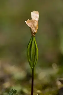 S Eed Prints: Macedonian Pine (Pinus peuce) seedling germinating