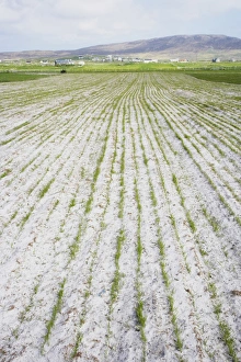Destruction Prints: Machair field, destruction of habitat for agriculture