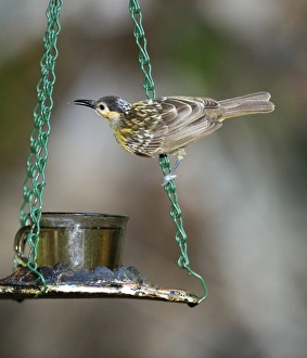 Bird Feeders Prints: Macleay's Honeyeater (Xanthotis macleayana) adult