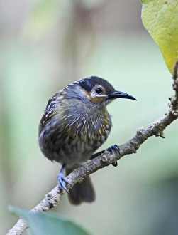 Macleay's Honeyeater (Xanthotis macleayana) adult, perched on twig, Cairns, Queensland, Australia