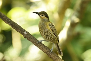 Honeyeaters Prints: Macleays Honeyeater (Xanthotis macleayana) adult
