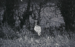 Eric Prints: Macqueens Bustard (Houbara) 10/12/1962. Photo by Eric Hosking