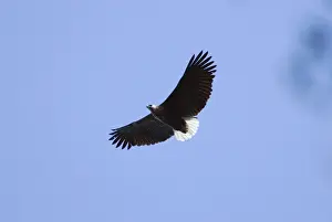 Madagascar Fish-eagle (Haliaeetus vociferoides) adult, in flight, Akarafantsika N. P. Northwest Madagascar, july