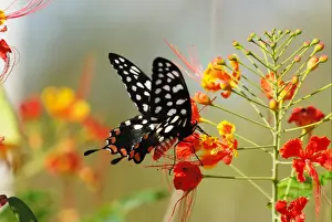 Madagascar Prints: Madagascar Giant Swallowtail (Atrophaneura antenor) adult