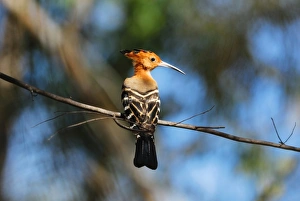 Madagascar Prints: Madagascar Hoopoe (Upupa marginata) adult
