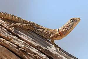 Madagascar Prints: Madagascar Swift Iguana (Oplurus cyclurus) adult