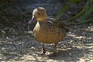 Madagascar Prints: Madagascar Teal