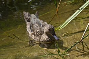 Madagascar Teal