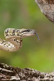 Madagascar Tree Boa (Sanzinia madagascariensis) adult, flicking forked tongue, Madagascar, September