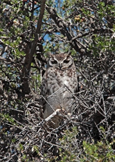 Magellanic Horned Owl (Bubo magellanicus) adult, perched in tree at daytime roost, Estancia la Angostura, Santa Cruz, Argentina, november