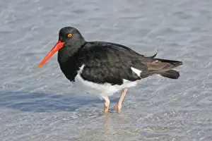 Shallows Prints: Magellanic Oystercatcher (Haematopus leucopodus) adult