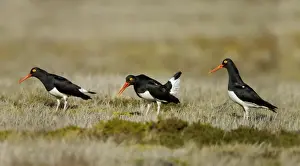 Magellanic Oystercatcher (Haematopus leucopodus) three adults, displaying, Torres del Paine N. P