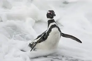 Magellanic Penguin (Spheniscus magellanicus) adult, emerging from surf, Saunders Island, Falkland Islands, february
