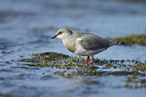 Magellanic Plover (Pluvianellus socialis) adult, standing in shallow water, El Calafate, Santa Cruz Province