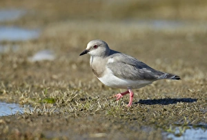 Magellanic Plover (Pluvianellus socialis) adult, walking at edge of water, El Calafate, Santa Cruz Province, Patagonia