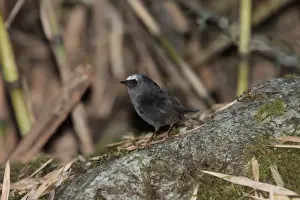 Magellanic Tapaculo (Scytalopus magellanicus) adult male, standing on log, Llao Llao Peninsula, Neuquen, Argentina, october
