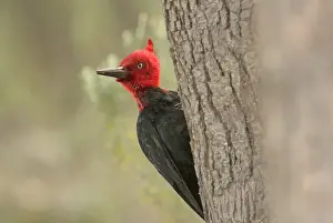 Wood Pecker Prints: Magellanic Woodpecker (Campephilus magellanicus) adult male