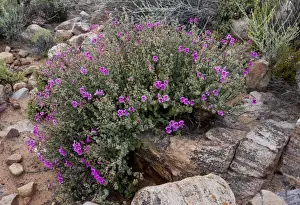 Cape Prints: Magenta-flowered Pelargonium (Pelargonium magenteum) flowering