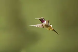Costa Rican Prints: Magenta-throated Woodstar (Calliphlox bryantae) adult male