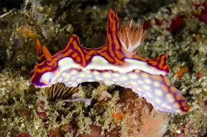 Komodo Prints: Magnificent Ceratosoma Nudibranch (Ceratosoma magnificum) adult