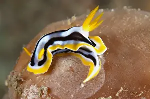 Magnificent Chromodorid Nudibranch (Chromodoris magnifica) adult, laying eggs, Lembeh Straits, Sulawesi, Sunda Islands