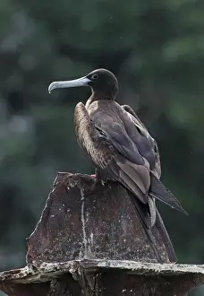 Magnificent Frigatebird (Fregata magnificens) adult female, standing on old jetty support, Los Haitises N. P