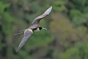 Magnificent Frigatebird (Fregata magnificens) adult female, in flight, Tobago, Trinidad and Tobago, April