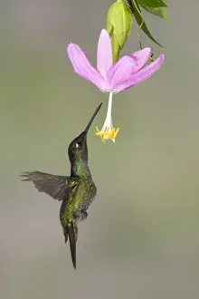 Magnificent Hummingbird (Eugenes fulgens) adult male, in flight, hovering and feeding on nectar from flower