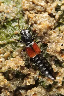 Sandy Prints: Magnificent Salt Beetle (Bledius spectabilis) adult