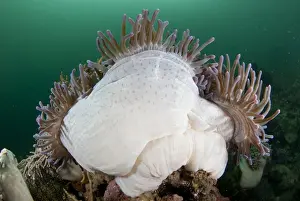 Anemone Prints: Magnificent Sea Anemone (Heteractis magnifica) adult