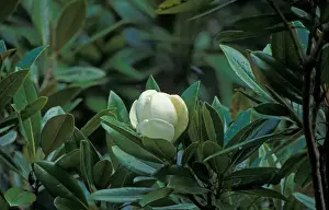 Magnolia - Southern or Evergreen (Magnolia grandiflora) Flower