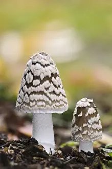 Magpie Fungus (Coprinopsis picacea) two fruiting bodies, Sir Harold Hillier Gardens, Romsey, Hampshire, England