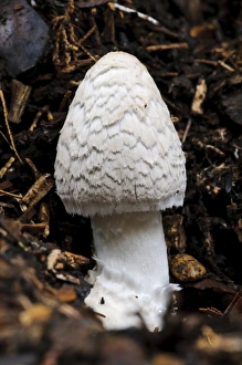 Magpie Fungus (Coprinopsis picacea) fruiting body, before veil has broken up to reveal dark cap underneath