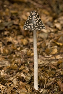 Magpie Fungus (Coprinus picaceus) fruiting body, growing amongst fallen leaves, autumn