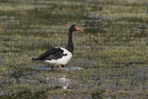 Shallows Prints: Magpie Goose (Anseranas semipalmata) adult, standing in shallow water, Hasties Swamp N. P