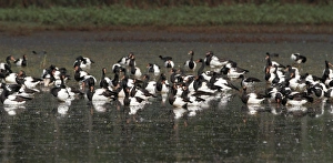 Shallows Prints: Magpie Goose (Anseranas semipalmata) flock, roosting in shallow water, Hasties Swamp N. P