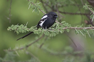 Serengeti Prints: Magpie Shrike (Corvinella melanoleuca) adult