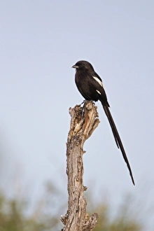 Magpie Shrike (Corvinella melanoleuca) adult, perched on dead branch, Okavango Delta, Botswana