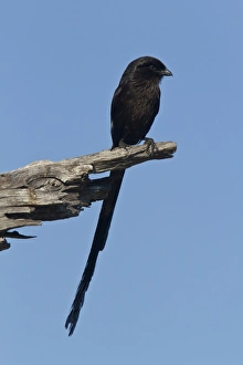 Botswana Prints: Magpie Shrike sometimes known as Long Tailed Shrike - Botswana